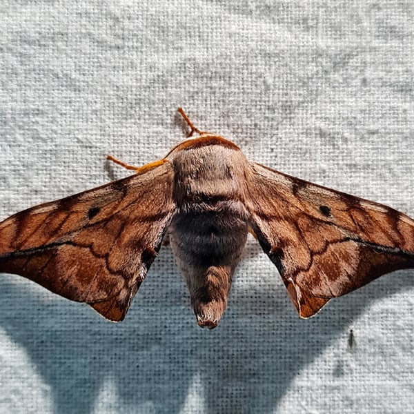 Mustilia