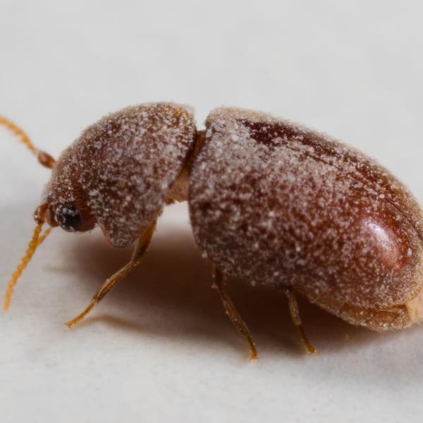 Lasioderma serricorne