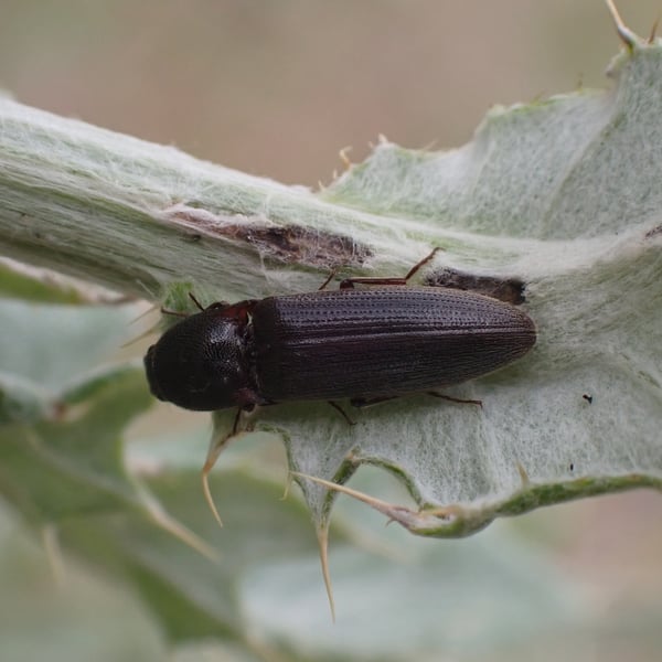 Melanotus longulus