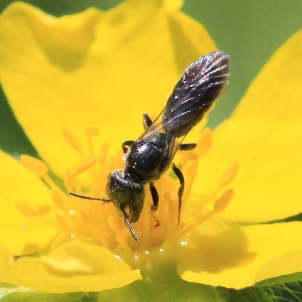 Chelostoma philadelphi