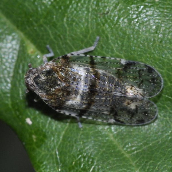 Cixius nervosus