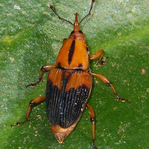 Metamasius hemipterus