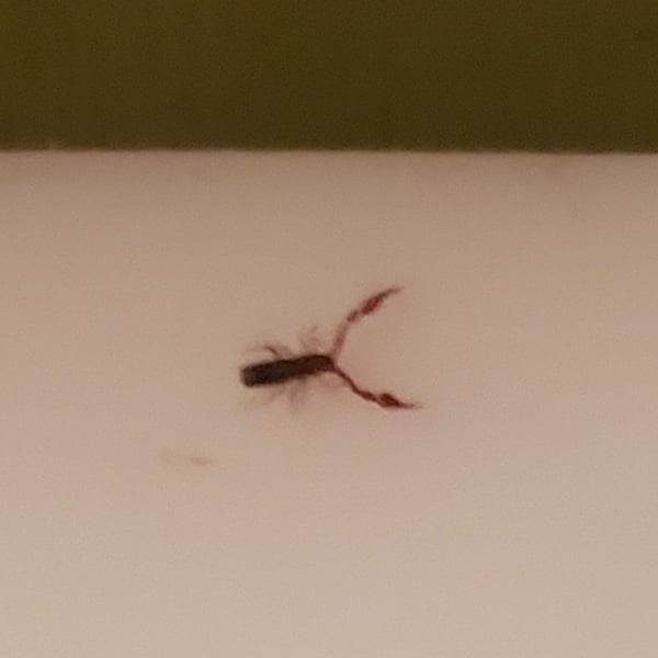 Chelifer cancroides