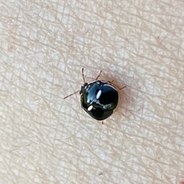 Coptosoma variegatum