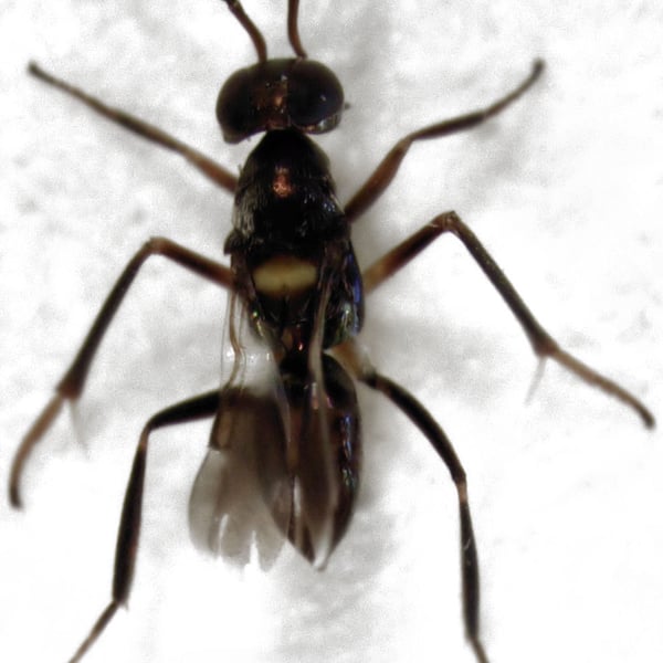 Cheiloneurus