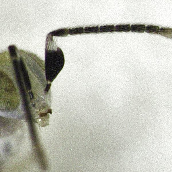 Gyranusoidea