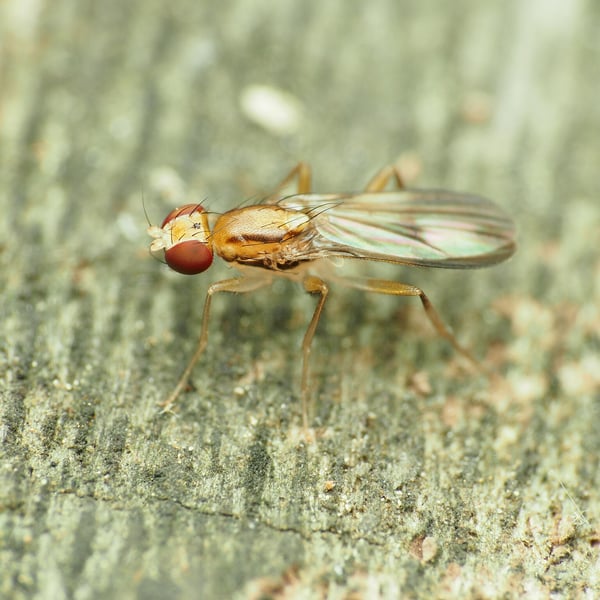 Clusia czernyi
