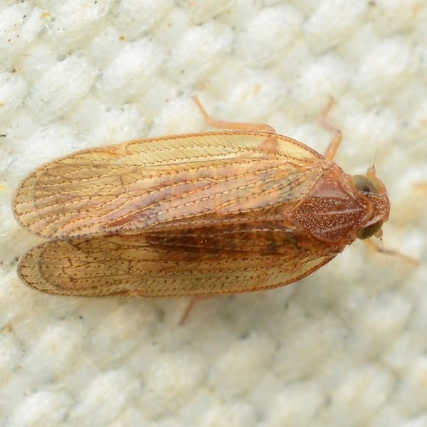 Cixius towadensis