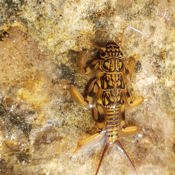 Paragnetina immarginata