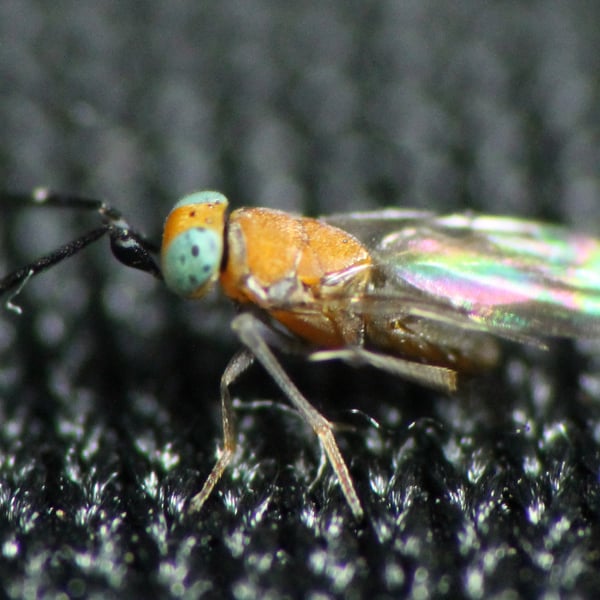 Anagyrus