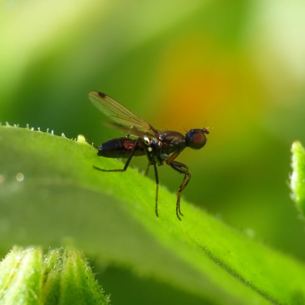Insects Id: Sepsis (Sepsis)