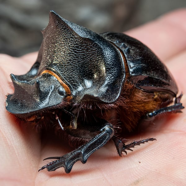 Heliocopris hamadryas