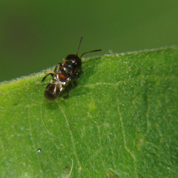Encyrtus