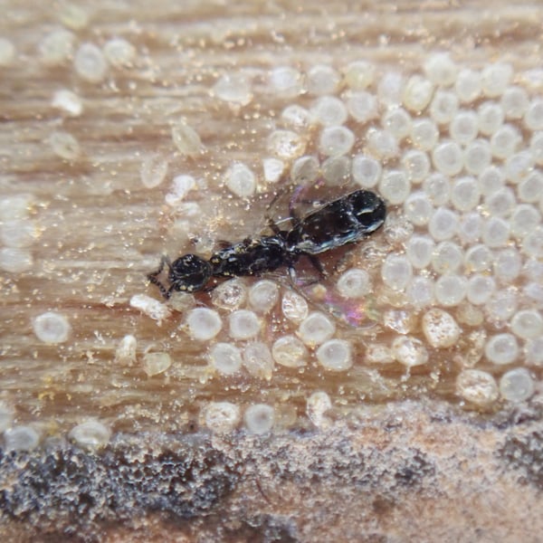 Melittobia acasta