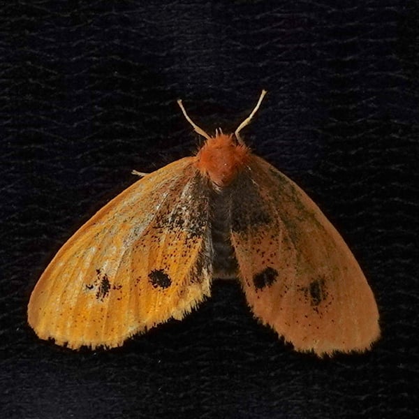 Artaxa gentia
