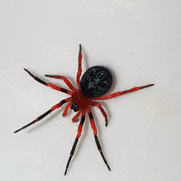 Ambicodamus sororius