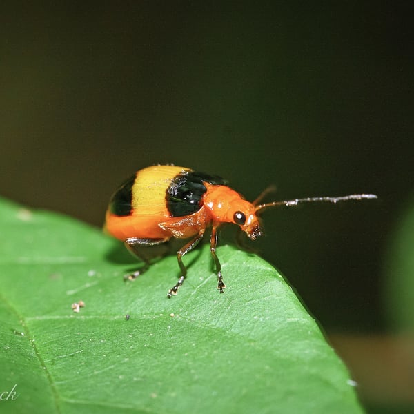 Aulacophora medioflava