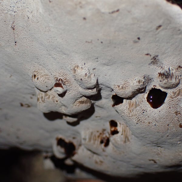 Agathomyia wankowiczii