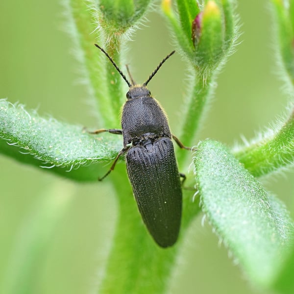 Melanotus punctolineatus