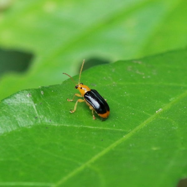 Aulacophora nigripennis