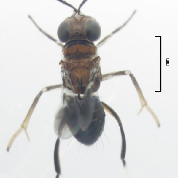 Encyrtus aurantii
