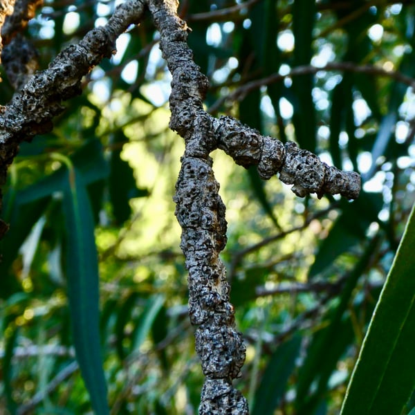 Selitrichodes globulus