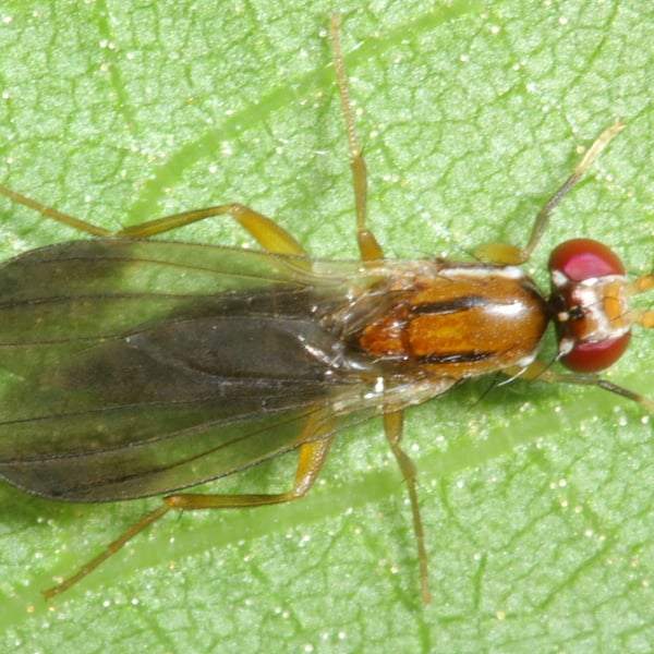 Clusiodes johnsoni