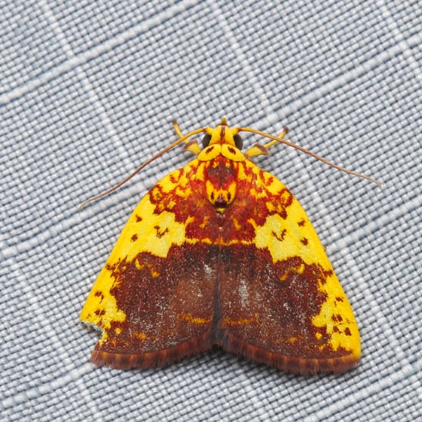 Siglophora haemoxantha