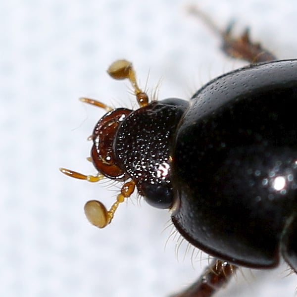 Hybosorus illigeri