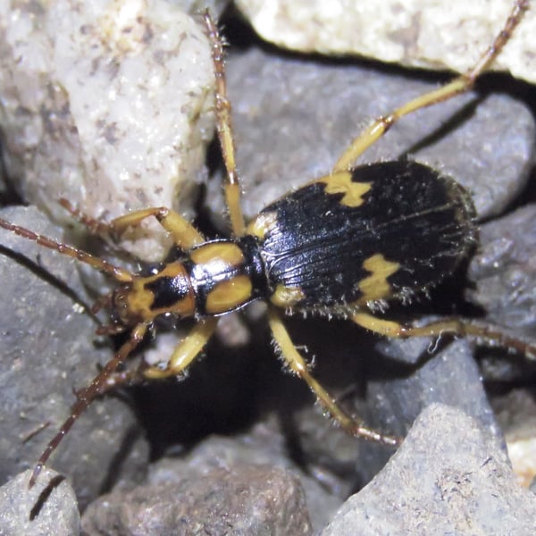 Pheropsophus javanus