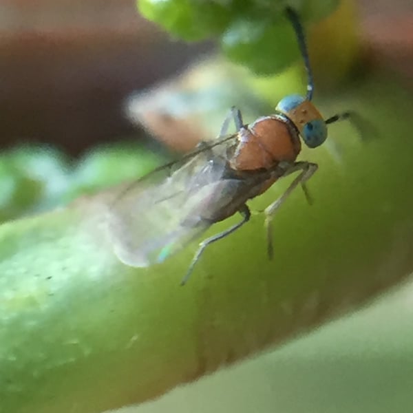 Anagyrus fusciventris