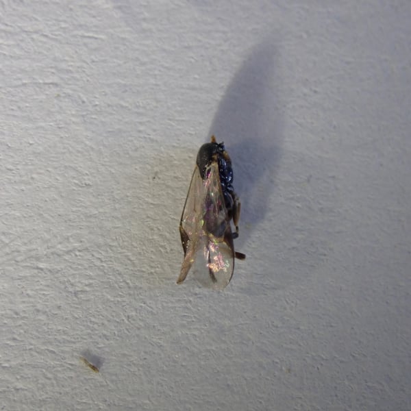 Hemiptarsenus varicornis