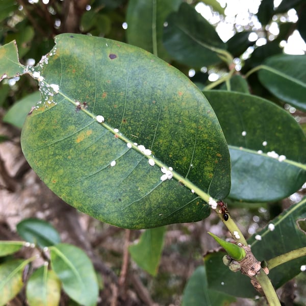 Insects Id: Planococcus (Planococcus)
