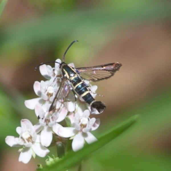 Carmenta engelhardti