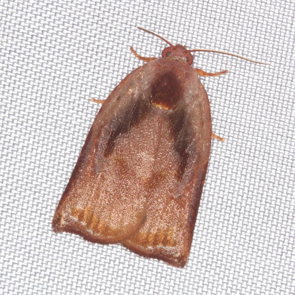 Homona aestivana