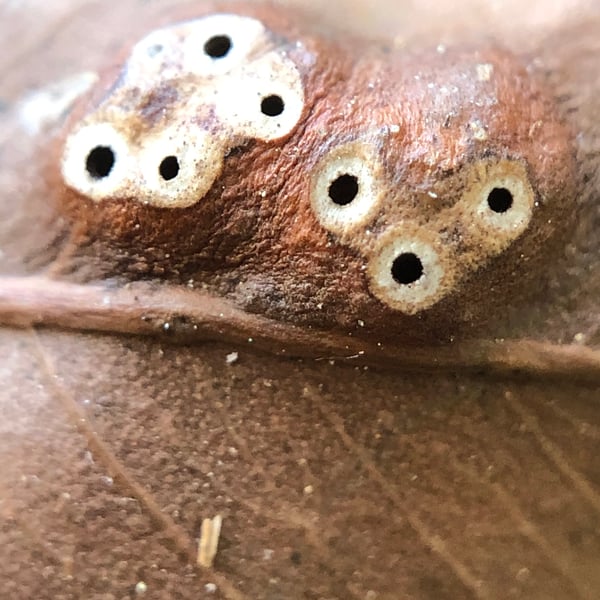Epichrysocharis burwelli