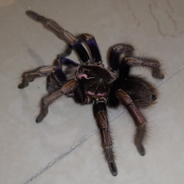 Pamphobeteus ultramarinus