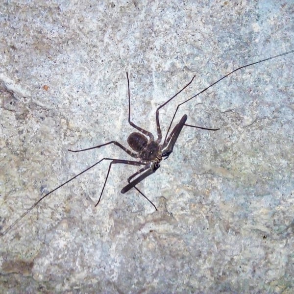 Phrynichus ceylonicus
