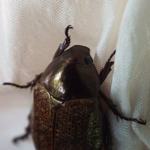 Paranomala cupricollis