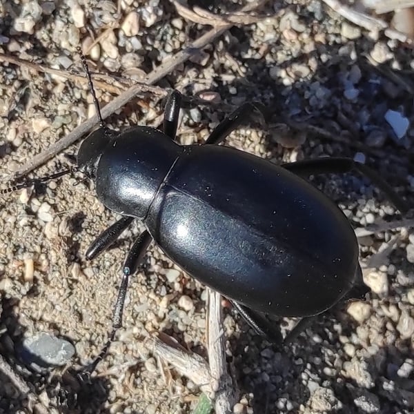 Blaps gigas