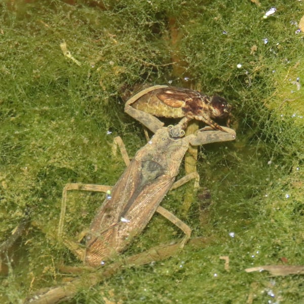 Laccotrephes grossus