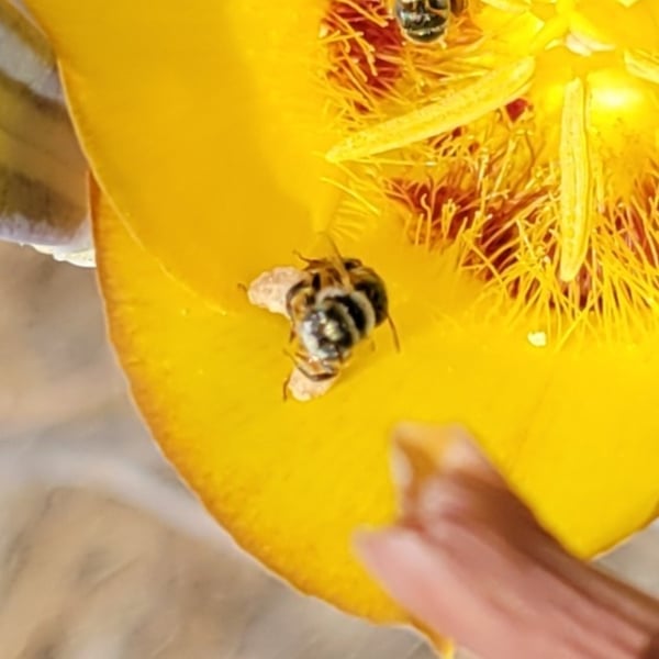 Chelostoma californicum