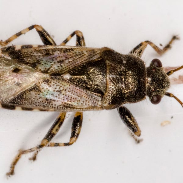 Heterogaster urticae