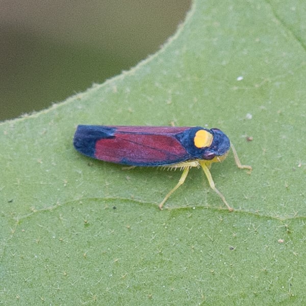 Erythrogonia dorsalis