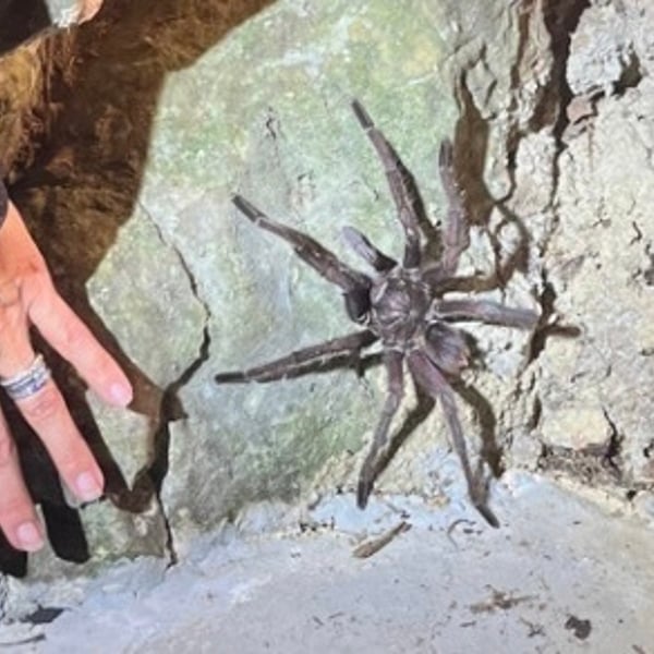 Phormictopus atrichomatus