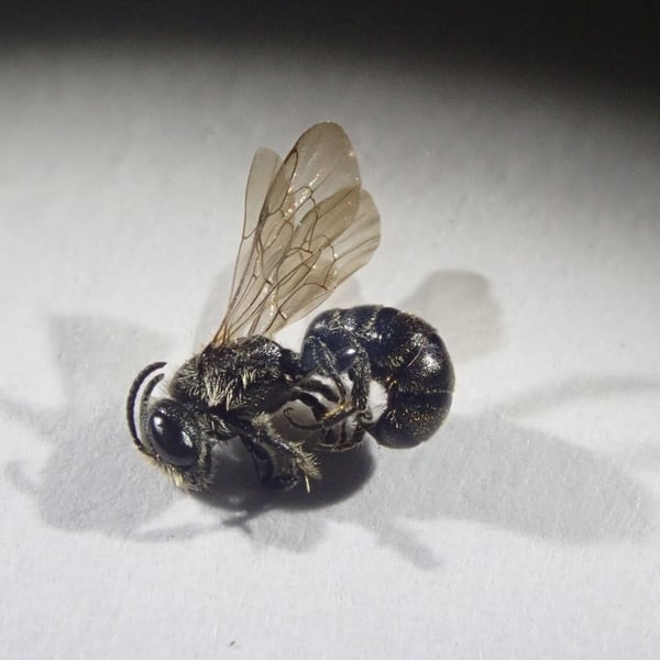 Chelostoma distinctum