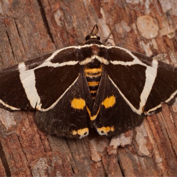 Fodina ostorius