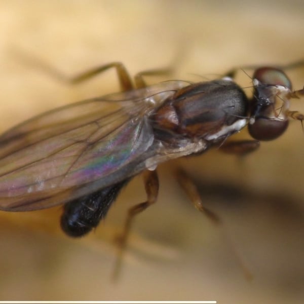 Clusiodes
