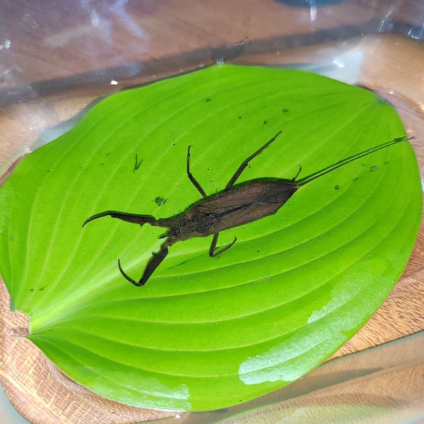 Laccotrephes japonensis