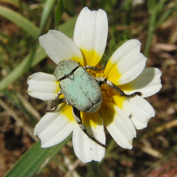 Hoplia chlorophana